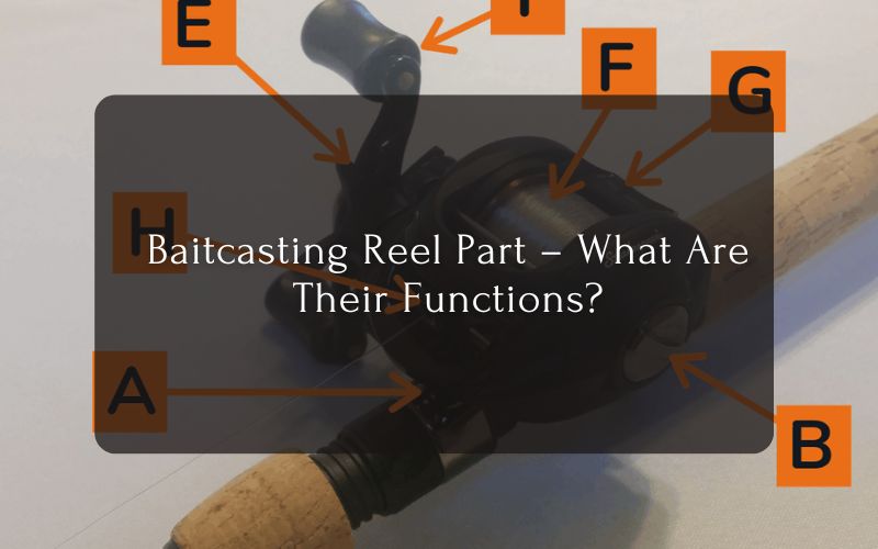 Baitcasting Reel Part – What Are Their Functions
