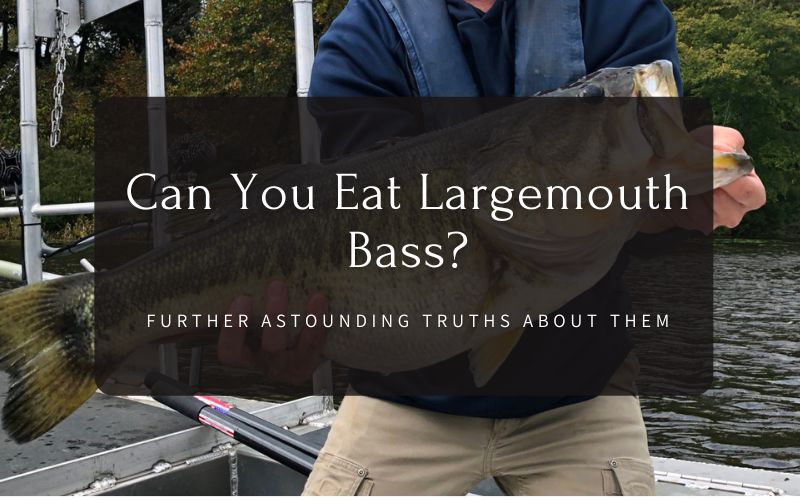 Can You Eat Largemouth Bass