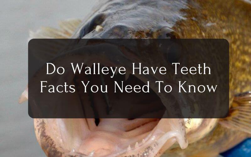 Do Walleye Have Teeth Facts You Need To Know