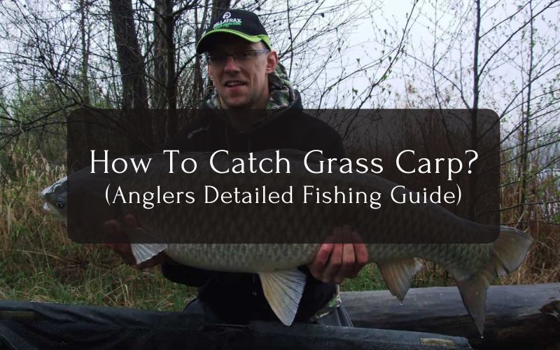 How To Catch Grass Carp Detailed Fishing Guide For Anglers
