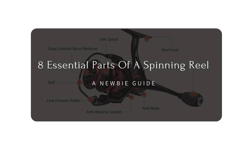 8 Essential Parts Of A Spinning Reel