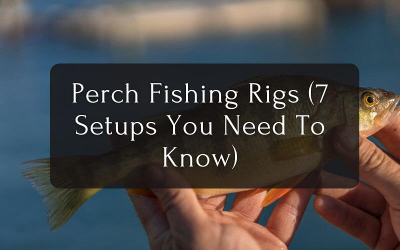 Perch Fishing Rigs 7 Setups You Need To Know