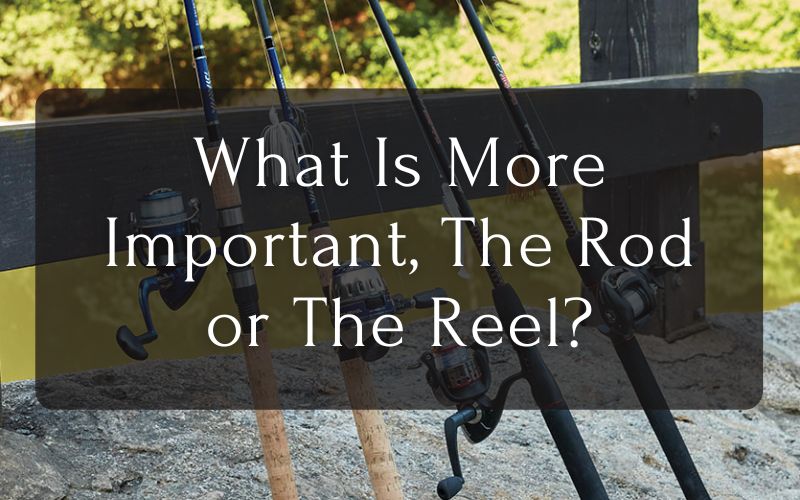 What Is More Important Rod or Reel?