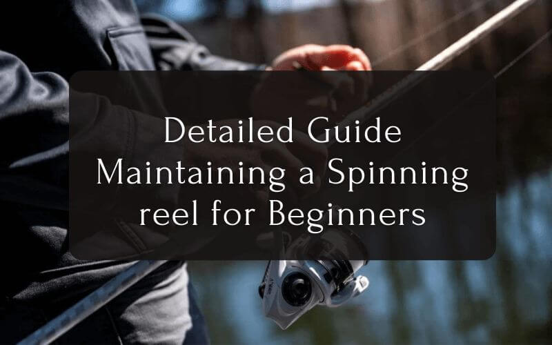Detailed Guide Maintaining a Spinning reel for Beginners