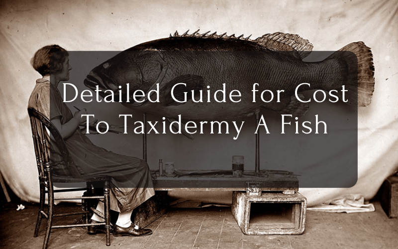 Detailed Guide for Cost To Taxidermy A Fish