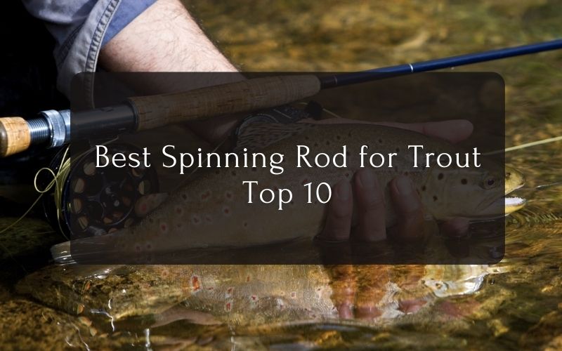 Best Spinning Rod for Trout