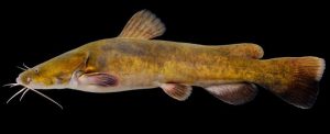 Catfish-lifespan-by-species