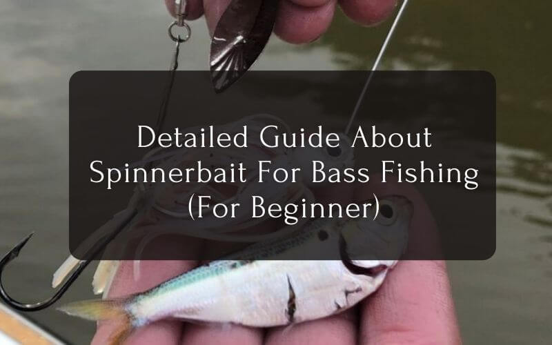 Detailed Guide About Spinnerbait For Bass Fishing
