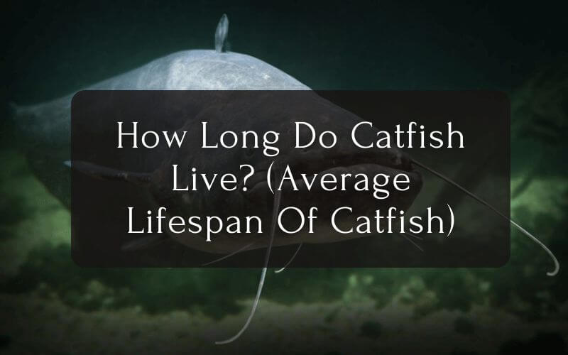 How Long Do Catfish Live Average Lifespan Of Catfish