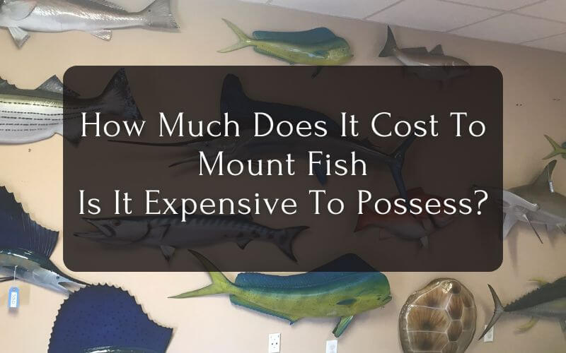 How Much Does It Cost To Mount Fish Is It Expensive To Possess