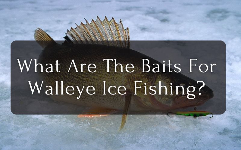 What Are The Baits For Walleye Ice Fishing?