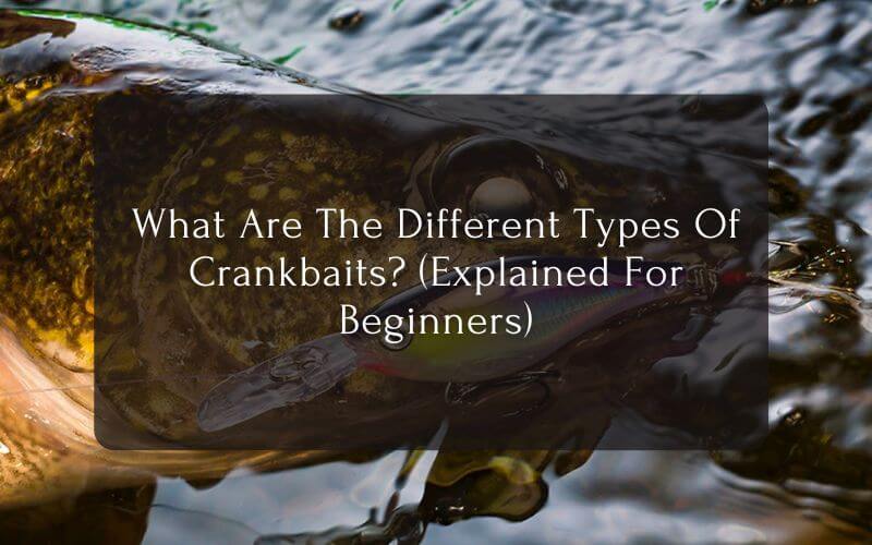 What Are The Different Types Of Crankbaits