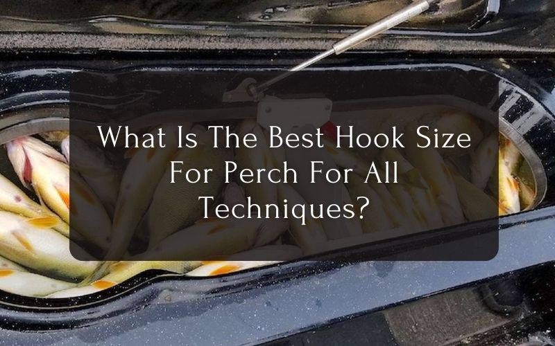 What Is The Best Hook Size For Perch For All Techniques