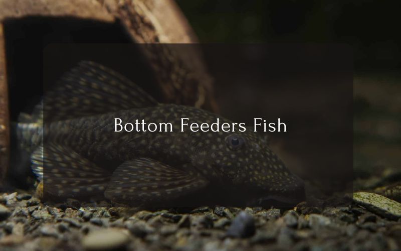 Bottom Feeders Fish