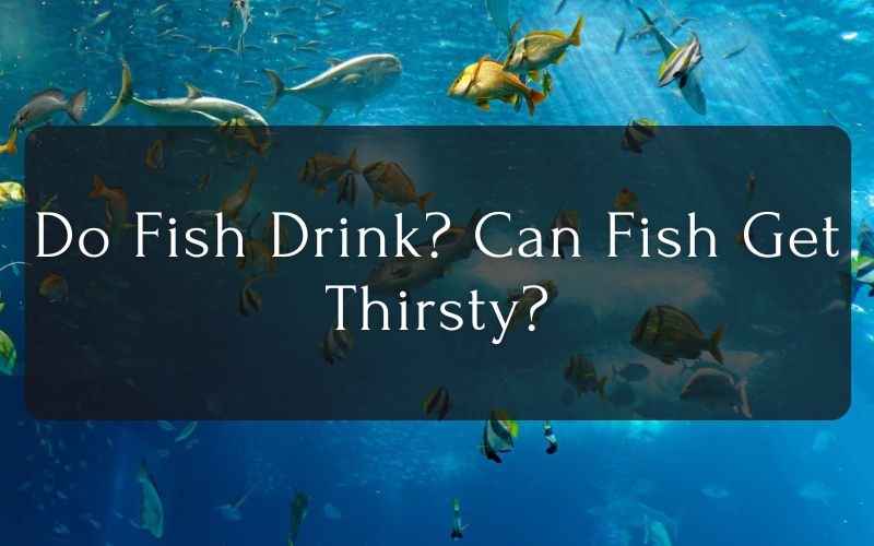 Do Fish Drink Can Fish Get Thirsty