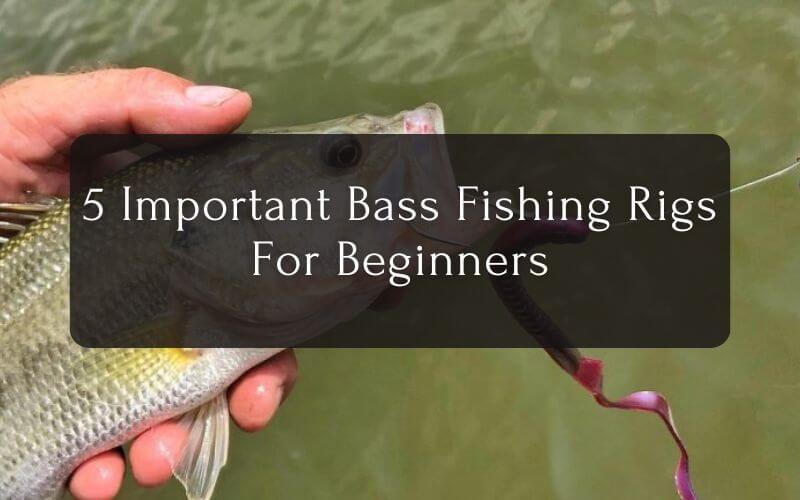 Bass Fishing Rigs For Beginners
