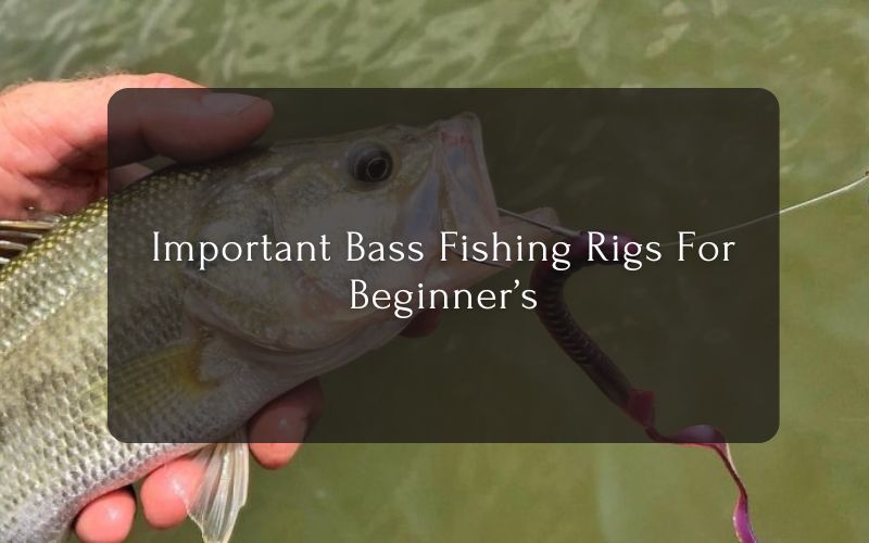 Important Bass Fishing Rigs For Beginner’s