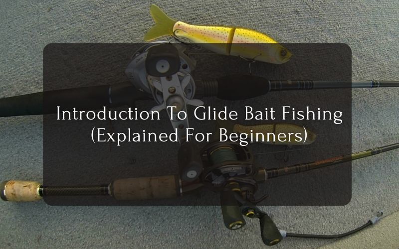 Introduction To Glide Bait Fishing (Explained For Beginners)