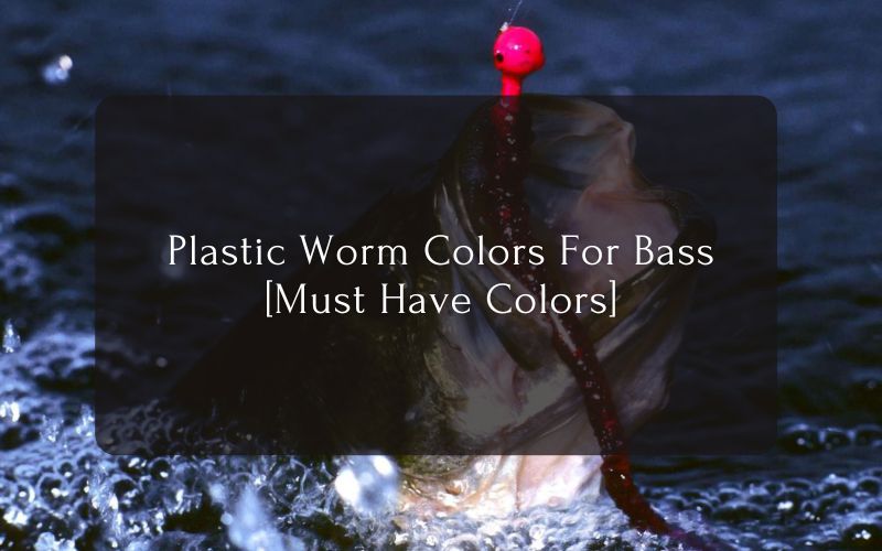 Plastic Worm Colors For Bass [Must Have Colors]