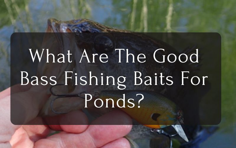 What Are The Good Bass Fishing Baits For Ponds?