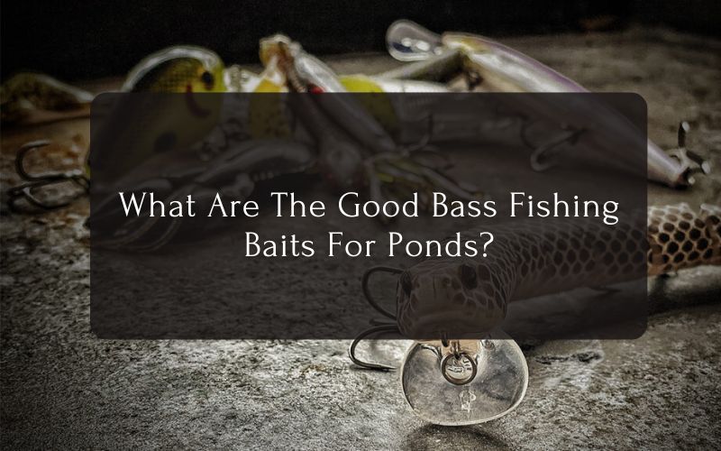 What Are The Good Bass Fishing Baits For Ponds