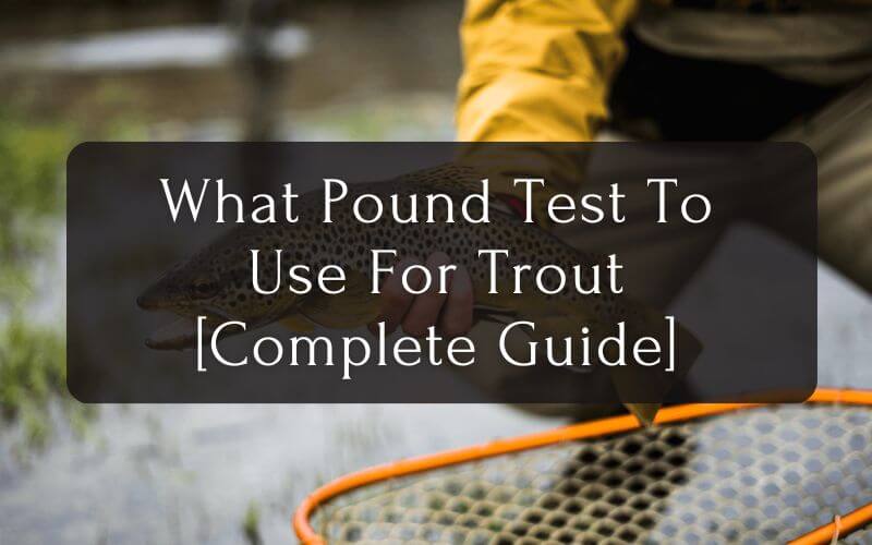 What Pound Test To Use For Trout [Complete Guide]
