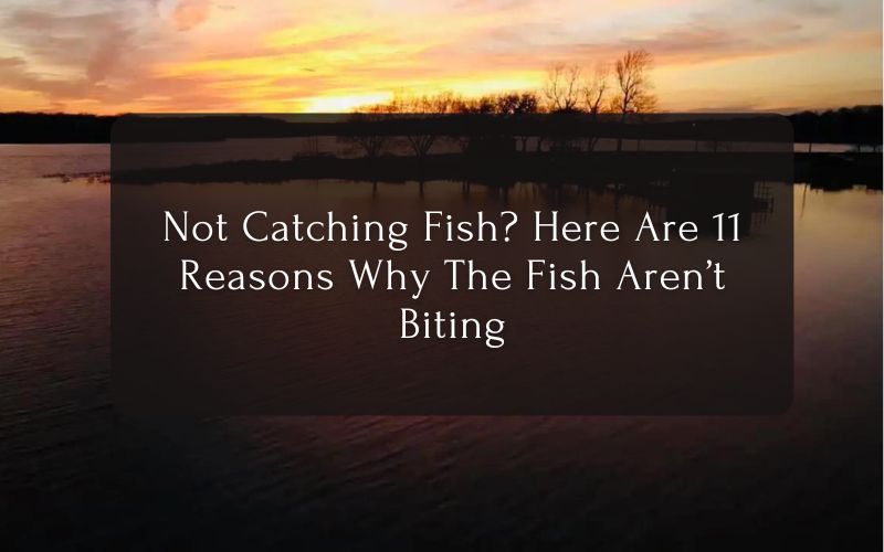 Why The Fish Aren’t Biting