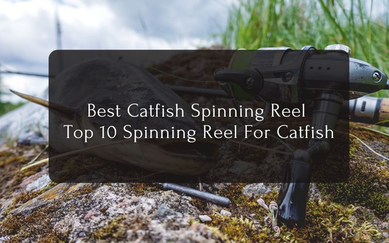 Best Catfish Spinning Reel