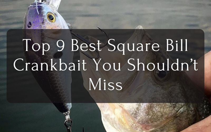 Top 9 Best Square Bill Crankbait You Shouldn’t Miss